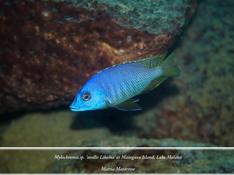 Mylochromis sp. 'mollis likoma' Maingano Island